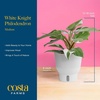 image:imageCosta Farms Champs lyses Pothos Live Indoor Plant Trailing VineSelfWatering Plant Pot