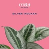 image:imageCosta Farms Champs lyses Pothos Live Indoor Plant Trailing VineSelfWatering Plant Pot