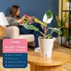 image:imageCosta Farms Champs lyses Pothos Live Indoor Plant Trailing VineSelfWatering Plant Pot