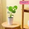 image:imageCosta Farms Champs lyses Pothos Live Indoor Plant Trailing VineSelfWatering Plant Pot