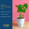 image:imageCosta Farms Champs lyses Pothos Live Indoor Plant Trailing VineSelfWatering Plant Pot