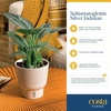 image:imageCosta Farms Champs lyses Pothos Live Indoor Plant Trailing VineSelfWatering Plant Pot