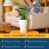 image:imageCosta Farms Champs lyses Pothos Live Indoor Plant Trailing VineSelfWatering Plant Pot
