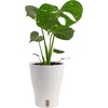 image:imageCosta Farms Champs lyses Pothos Live Indoor Plant Trailing VineSelfWatering Plant Pot