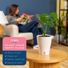 image:imageCosta Farms Champs lyses Pothos Live Indoor Plant Trailing VineSelfWatering Plant Pot