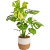 image:imageCosta Farms Champs lyses Pothos Live Indoor Plant Trailing VineWeave Dcor Planter