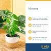 image:imageCosta Farms Champs lyses Pothos Live Indoor Plant Trailing VineWeave Dcor Planter