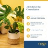 image:imageCosta Farms Champs lyses Pothos Live Indoor Plant Trailing VineWeave Dcor Planter