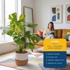 image:imageCosta Farms Champs lyses Pothos Live Indoor Plant Trailing VineWeave Dcor Planter