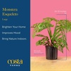 image:imageCosta Farms Champs lyses Pothos Live Indoor Plant Trailing VineWeave Dcor Planter