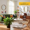 image:imageCosta Farms Chinese Evergreen Live Indoor Plant Easy Care Home DecorChinese Evergreen  Extra Large 34 Feet Tall  in Grow Pot