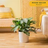 image:imageCosta Farms Chinese Evergreen Live Indoor Plant Easy Care Home DecorChinese Evergreen  Large 23 Feet Tall  in Decorative Planter