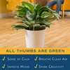 image:imageCosta Farms Chinese Evergreen Live Indoor Plant Easy Care Home DecorChinese Evergreen  Large 23 Feet Tall  in Decorative Planter