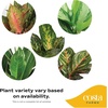 image:imageCosta Farms Chinese Evergreen Live Indoor Plant Easy Care Home DecorChinese Evergreen  Large 23 Feet Tall  in Grow Pot