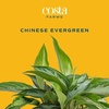 image:imageCosta Farms Chinese Evergreen Live Indoor Plant Easy Care Home DecorChinese Evergreen  Large 23 Feet Tall  in Grow Pot