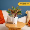 image:imageCosta Farms Chinese Evergreen Live Indoor Plant Easy Care Home DecorChinese Evergreen  Medium 12Inches Tall  in Decorative Plant Pot