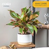 image:imageCosta Farms Chinese Evergreen Live Indoor Plant Easy Care Home DecorChinese Evergreen  Medium 12Inches Tall  in Decorative Plant Pot