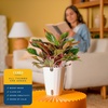 image:imageCosta Farms Chinese Evergreen Live Indoor Plant Easy Care Home DecorChinese Evergreen  Medium 12Inches Tall  in Decorative Plant Pot