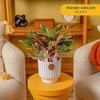 image:imageCosta Farms Chinese Evergreen Live Indoor Plant Easy Care Home DecorChinese Evergreen  Medium 12Inches Tall  in Decorative Planter