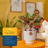 image:imageCosta Farms Chinese Evergreen Live Indoor Plant Easy Care Home DecorChinese Evergreen  Medium 12Inches Tall  in Decorative Planter