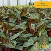 image:imageCosta Farms Chinese Evergreen Live Indoor Plant Easy Care Home DecorChinese Evergreen  Medium 12Inches Tall  in Grow Pot