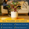 image:imageCosta Farms Chinese Evergreen Live Indoor Plant Easy Care Home DecorChinese Evergreen  Medium 12Inches Tall  in Home Dcor Planter