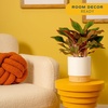 image:imageCosta Farms Chinese Evergreen Live Indoor Plant Easy Care Home DecorChinese Evergreen  Medium 12Inches Tall  in Home Dcor Planter