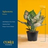 image:imageCosta Farms Chinese Evergreen Live Indoor Plant Easy Care Home DecorChinese Evergreen  Medium 12Inches Tall  in Home Dcor Planter