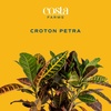 image:imageCosta Farms Croton Live Indoor Plant Easy Care Home DecorNursery Plant Pot