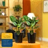 image:imageCosta Farms Croton Live Indoor Plant Easy Care Home DecorNursery Plant Pot