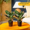 image:imageCosta Farms Croton Live Indoor Plant Easy Care Home DecorNursery Plant Pot