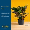 image:imageCosta Farms Croton Live Indoor Plant Easy Care Home DecorNursery Plant Pot