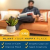 image:imageCosta Farms Croton Live Indoor Plant Easy Care Home DecorNursery Plant Pot 4Pack