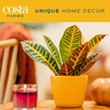 image:imageCosta Farms Croton Live Indoor Plant Easy Care Home DecorNursery Plant Pot 4Pack