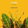 image:imageCosta Farms Croton Live Indoor Plant Easy Care Home DecorNursery Plant Pot 4Pack