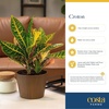 image:imageCosta Farms Croton Live Indoor Plant Easy Care Home DecorNursery Plant Pot 4Pack