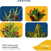 image:imageCosta Farms Croton Live Indoor Plant Easy Care Home DecorNursery Plant Pot 4Pack
