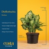image:imageCosta Farms Dieffenbachia Live Indoor Plant Easy Care Home DecorDieffenbachia  Medium 1218 Inches Tall  in Decorative Planter