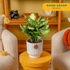 image:imageCosta Farms Dieffenbachia Live Indoor Plant Easy Care Home DecorDieffenbachia  Medium 1218 Inches Tall  in Decorative Planter