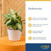 image:imageCosta Farms Dieffenbachia Live Indoor Plant Easy Care Home DecorDieffenbachia  Medium 1218 Inches Tall  in Decorative Planter