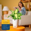 image:imageCosta Farms Dieffenbachia Live Indoor Plant Easy Care Home DecorDieffenbachia  Medium 1218 Inches Tall  in Self Watering Plant Pot
