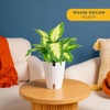 image:imageCosta Farms Dieffenbachia Live Indoor Plant Easy Care Home DecorDieffenbachia  Medium 1218 Inches Tall  in Self Watering Plant Pot