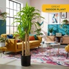 image:imageCosta Farms Dracaena Live Indoor Plant Easy Care Home DecorDracaena  Extra Large 45 Feet Tall  in Grow Pot