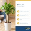 image:imageCosta Farms Dracaena Live Indoor Plant Easy Care Home DecorDracaena  Extra Large 45 Feet Tall  in Grow Pot