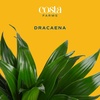 image:imageCosta Farms Dracaena Live Indoor Plant Easy Care Home DecorDracaena  Large 23 Feet Tall  in Decorative Plant Pot