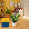 image:imageCosta Farms Dracaena Live Indoor Plant Easy Care Home DecorDracaena  Large 23 Feet Tall  in Decorative Plant Pot