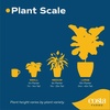 image:imageCosta Farms Dracaena Live Indoor Plant Easy Care Home DecorDracaena  Large 23 Feet Tall  in Modern Plant Pot