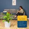 image:imageCosta Farms Dracaena Live Indoor Plant Easy Care Home DecorDracaena  Large 23 Feet Tall  in Modern Plant Pot