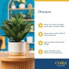 image:imageCosta Farms Dracaena Live Indoor Plant Easy Care Home DecorDracaena  Large 23 Feet Tall  in Modern Plant Pot