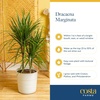 image:imageCosta Farms Dracaena Live Indoor Plant Easy Care Home DecorDracaena  Large 34 Feet Tall  in Decorative Plant Pot